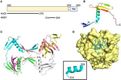 Hepatitis C Virus Envelope Glycoproteins: A Balancing Act of Order and Disorder